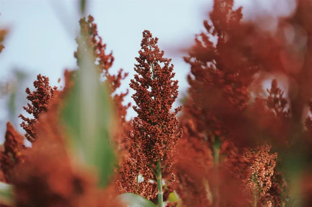 荒地變良田 糧食獲豐收 省二輕集團(tuán)下屬工美控股公司助力衢州打造詩畫風(fēng)光帶